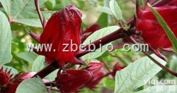 B1  <em>玫瑰</em>茄浓缩粉/<em>玫瑰</em>茄<em>提取物</em>/<em>玫瑰</em>茄粉