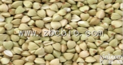 V6  <em>荞麦</em>浓缩粉/<em>荞麦</em><em>提取物</em>/<em>荞麦</em>粉