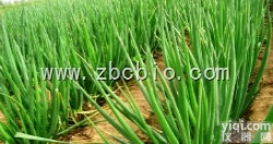 N6  <em>大葱</em>浓缩粉/<em>大葱</em>提取物/<em>大葱</em>粉