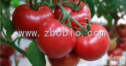 X56  番茄浓缩粉/番茄提取物/<em>番茄粉</em>