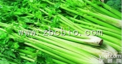 V61  <em>芹菜</em>浓缩粉/<em>芹菜</em><em>提取物</em>/<em>芹菜</em>粉