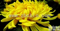 Y7  <em>菊花</em>浓缩粉/<em>菊花</em><em>提取物</em>/<em>菊花</em>粉