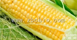 P8  <em>玉米</em>浓缩粉/<em>玉米</em><em>提取物</em>/<em>玉米</em>粉