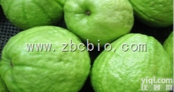 H2  <em>番石榴浓缩粉/番石榴提取物/番石榴粉</em>