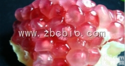 B8  <em>石榴</em>浓缩粉/<em>石榴</em><em>提取物</em>/<em>石榴</em>粉
