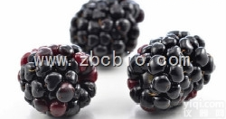 H9  <em>桑葚</em>浓缩粉/<em>桑葚</em><em>提取物</em>/<em>桑葚</em>粉