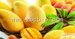 T70  <em>芒果</em><em>浓缩粉</em>/<em>芒果</em>提取物/<em>芒果</em>粉