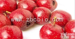 N5  山楂浓缩粉/<em>山楂提取物</em>/山楂粉