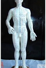 人体<em>针灸</em><em>模型</em>（人体<em>针灸</em>经穴奇穴<em>模型</em>50CM）