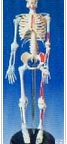 医学<em>模型</em>｜医学培训<em>模型</em>｜人体骨骼附肌肉起止点<em>着色</em><em>模型</em>