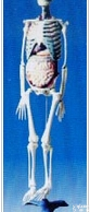 医学<em>教学模型</em>｜<em>解剖</em><em>教学模型</em>｜人体骨骼与内脏关系模型
