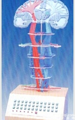 <em>电动</em><em>医学</em>教学<em>模型</em>|神经传导<em>电动</em><em>模型</em>