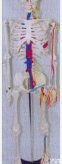 <em>骨骼</em>解剖<em>模型</em>|人体<em>骨骼</em>附主要神经与主动脉静脉<em>模型</em>
