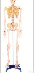 男性女性全身骨骼<em>模型</em>|168CM<em>人体</em>骨骼<em>模型</em>（男、女）