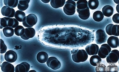 <em>Hep</em> G2人<em>肝癌</em><em>细胞</em>系,<em>Hep</em> G2<em>细胞</em>