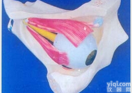 眼<em>解剖</em><em>模型</em>｜眼<em>解剖</em>及眼周<em>模型</em>