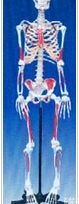<em>人体</em>医学模型｜<em>人体</em><em>骨骼</em>附肌肉起止点<em>着色</em>模型