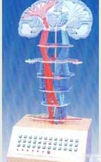 <em>电动</em><em>医学</em>教学<em>模型</em>|神经传导<em>电动</em><em>模型</em>