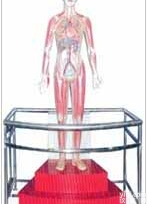 <em>电动</em><em>医学</em>教学<em>模型</em>｜微电脑人体心动周期与大.小循环演示<em>模型</em>