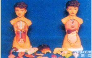 人体躯干<em>模型</em>|32CM<em>女性</em>彩色躯干<em>模型</em>