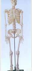 <em>人体骨骼模型</em>｜<em>人体骨骼模型</em>170CM