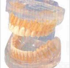 成人牙模型|<em>解剖</em><em>教学模型</em>|透明成人牙模型