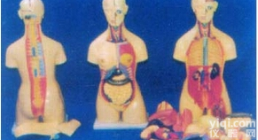 人体解剖<em>模型</em>|85CM<em>高级</em>多功能可组合人体躯干<em>模型</em>