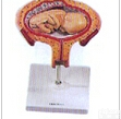 组织<em>胚胎</em>学<em>模型</em>｜四个月<em>胚胎</em><em>模型</em>