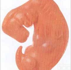 组织<em>胚胎</em><em>模型</em>｜<em>胚胎</em>放大<em>模型</em>