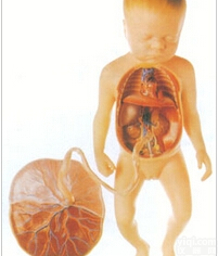 人体<em>胚胎</em><em>模型</em>｜胎儿血液循环<em>模型</em>