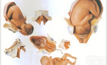 人体组织<em>胚胎</em><em>模型</em>｜足月胎儿分娩过程<em>模型</em>