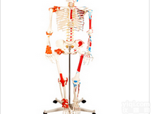 KAJ/101A  全身骨骼<em>半边</em>肌肉<em>着色</em>附<em>韧带</em>模型