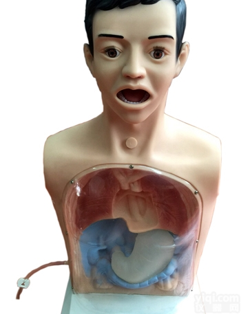 CB/XW  带警示透明<em>洗胃</em>机制<em>模型</em>,<em>洗胃</em>训练<em>模型</em>