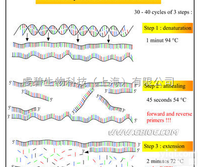 QB-6301  TE 115.T（人<em>软组织</em><em>纤维瘤</em><em>细胞</em>）