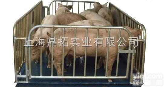 SCS  1000千克动物<em>地上衡</em><em>潍坊</em>市厂家