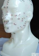 人体<em>头部</em><em>针灸</em>穴位<em>模型</em>（<em>头部</em>四功能<em>针灸</em>腧穴<em>模型</em>26CM）