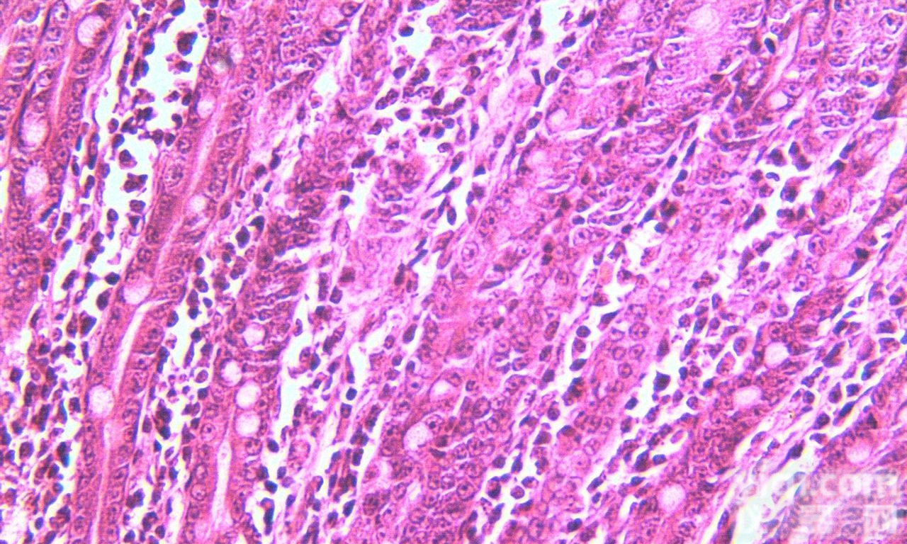 JRD0054  <em>形态学</em>组织切片<em>技术服务</em>