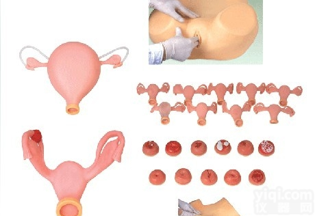 CB/F30S  <em>妇科检查</em><em>模型</em>,高级妇科训练<em>模型</em>