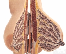 CB/LY1152  <em>静止</em>期女性乳房<em>解剖</em><em>模型</em>