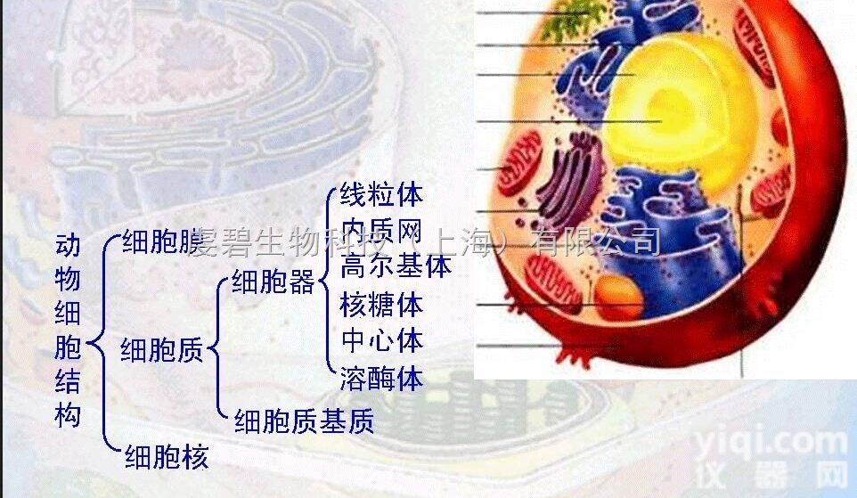 QB-<em>7194</em>  槲皮素