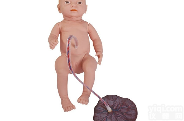 CB/H132  <em>高级新生儿脐带护理模型</em>