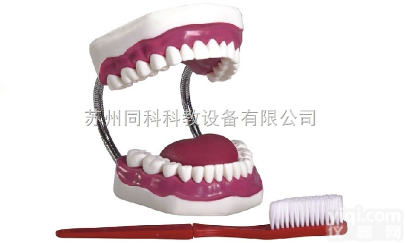 TK/K1  牙<em>护理</em>保健模型（28颗牙，<em>放大</em>5倍）