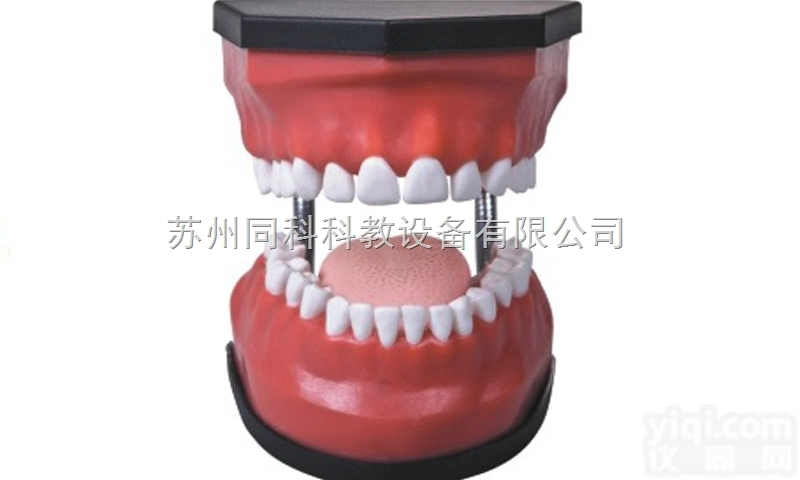 TK/K3  豪华型牙<em>护理</em>保健模型（32颗牙，可脱卸，<em>放大</em>5倍）