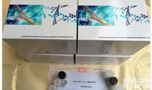 MAG  抗<em>髓鞘</em>相关糖<em>蛋白</em><em>抗体</em>,人抗<em>髓鞘</em>相关糖<em>蛋白</em><em>抗体</em>（MAG）ELISA试剂盒