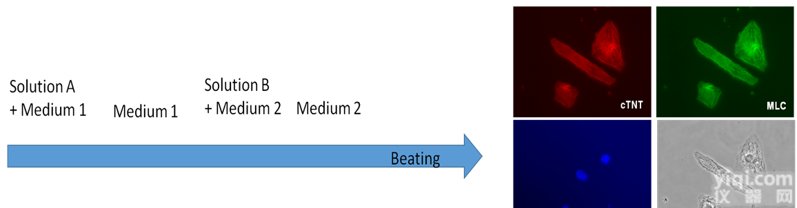 HJ0105M  <em>JuviTM</em> 心肌细胞分化<em>试剂盒</em> 心肌细胞株