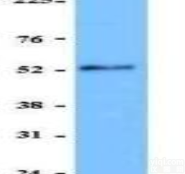 <em>Biolegend</em> 644902 <em>Purified</em> anti-RORγ...