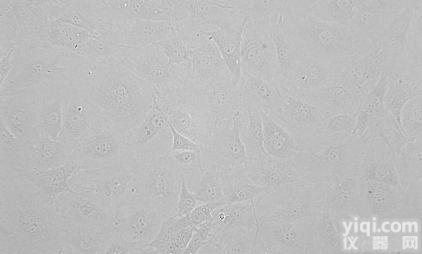 MHCC97-L<em>细胞</em>，低<em>转移</em>人<em>肝癌</em><em>细胞</em>