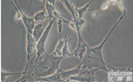 相关培养  HCC-<em>95</em>细胞，HCC-<em>95</em><em>细胞株</em>