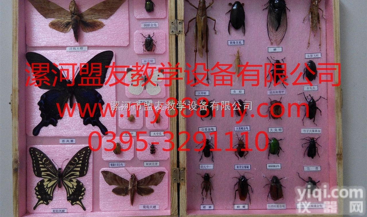 <em>昆虫</em><em>标本</em>  <em>昆虫</em><em>标本</em>-图为常见<em>昆虫</em>30种