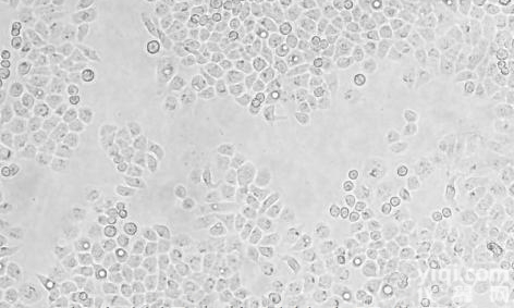 BEL-<em>7404</em><em>细胞</em>，人<em>肝癌</em>BEL-<em>7404</em>